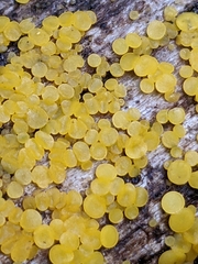 Calycina