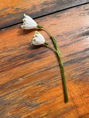 Leucojum aestivum