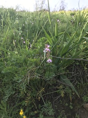 Olsynium scirpoideum