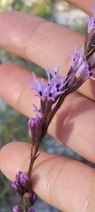 Liatris tenuifolia