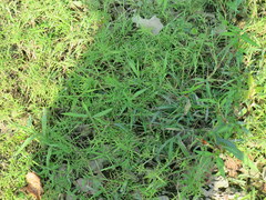 Paspalum repens