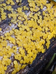 Calycina