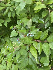 Ampelopsis cordata