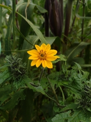 Simsia amplexicaulis