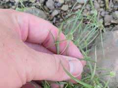 Cyperus hortensis