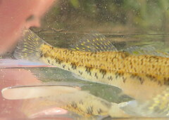 Etheostoma gore