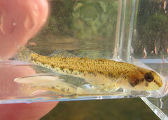 Etheostoma gore
