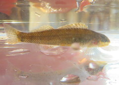 Etheostoma tippecanoe