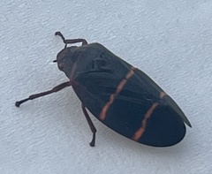 Prosapia bicincta