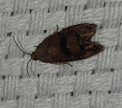 Cydia latiferreana