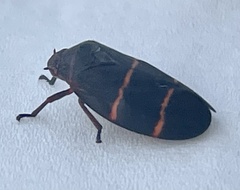 Prosapia bicincta
