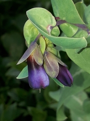 Cerinthe major