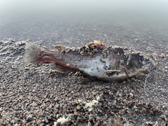 Ameiurus nebulosus