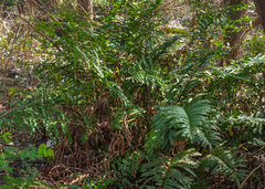 Acrostichum danaeifolium