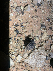 Tenebrionidae