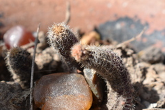 Lobivia silvestrii