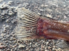 Ameiurus nebulosus