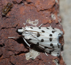 Eustixia pupula