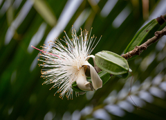 Pseudobombax grandiflorum