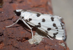 Eustixia pupula