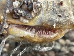 Ameiurus nebulosus