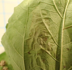 Calycomyza eupatoriphaga