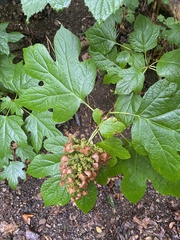 Hydrangea quercifolia