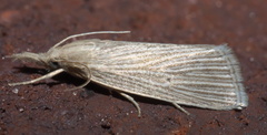 Eoreuma densellus