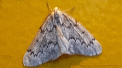 Nepytia pellucidaria