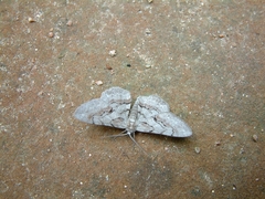 Iridopsis vellivolata