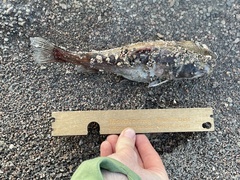 Ameiurus nebulosus