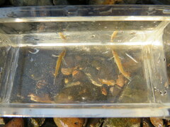 Etheostoma tippecanoe