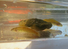 Etheostoma tippecanoe