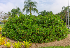 Alyxia buxifolia