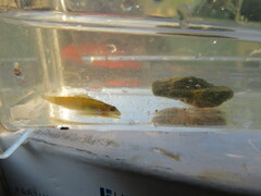 Etheostoma tippecanoe