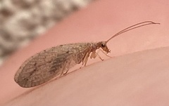 Micromus subanticus