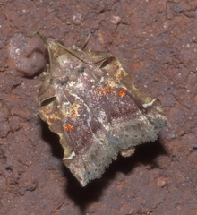 Clydonopteron sacculana