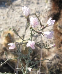 Stephanomeria exigua exigua