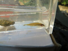 Etheostoma tippecanoe
