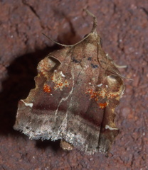 Clydonopteron sacculana