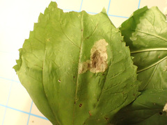 Calycomyza eupatoriphaga