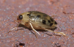 Peltodytes litoralis