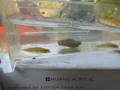 Etheostoma tippecanoe