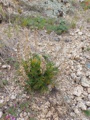 Artemisia monostachya
