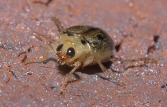 Peltodytes litoralis