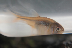 Characiformes