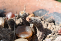 Lobivia silvestrii