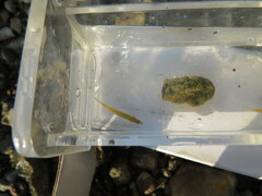 Etheostoma tippecanoe