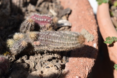 Lobivia silvestrii
