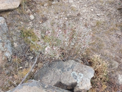 Saussurea salicifolia